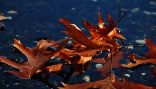 Illustration for article titled Shooting Challenge Fall Leaves Gallery 4